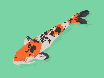 A Simple Koi... colors fauna fish illustration illustrator vectors
