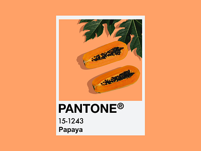 Papaya art brand branding concept concept art creative design flat graphic graphic design icon illustration illustrator minimal modern orange poster simple typography vector