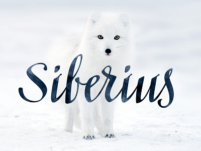 Siberius calligraphy classic clean connected font lettering script type type design typeface