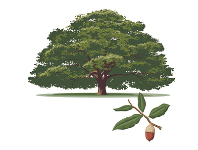 live oak acorn illustration leaf nature oak tree vector