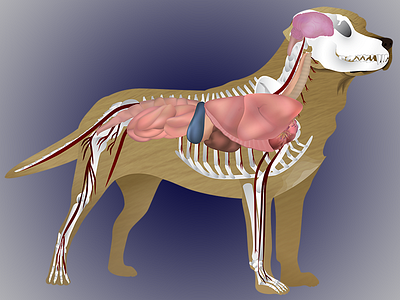 Labrador Anatomy anatomical anatomy canine canine anatomy canines designs dog dog anatomy dogs illustration illustration design illustrations illustrator labrador labrador anatomy labradors