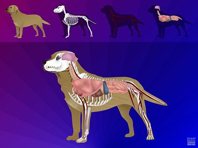 Dog Anatomy Rebound anatomical anatomy anatomy design canine canine anatomy dog anatomy dog design dog illustration dogs illustration illustrator cc rebound