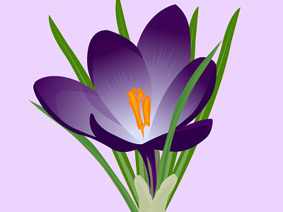 crocus flower vector png violet