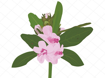 Mallow flower vector