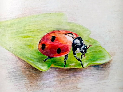 Ladybug. Colour pencils