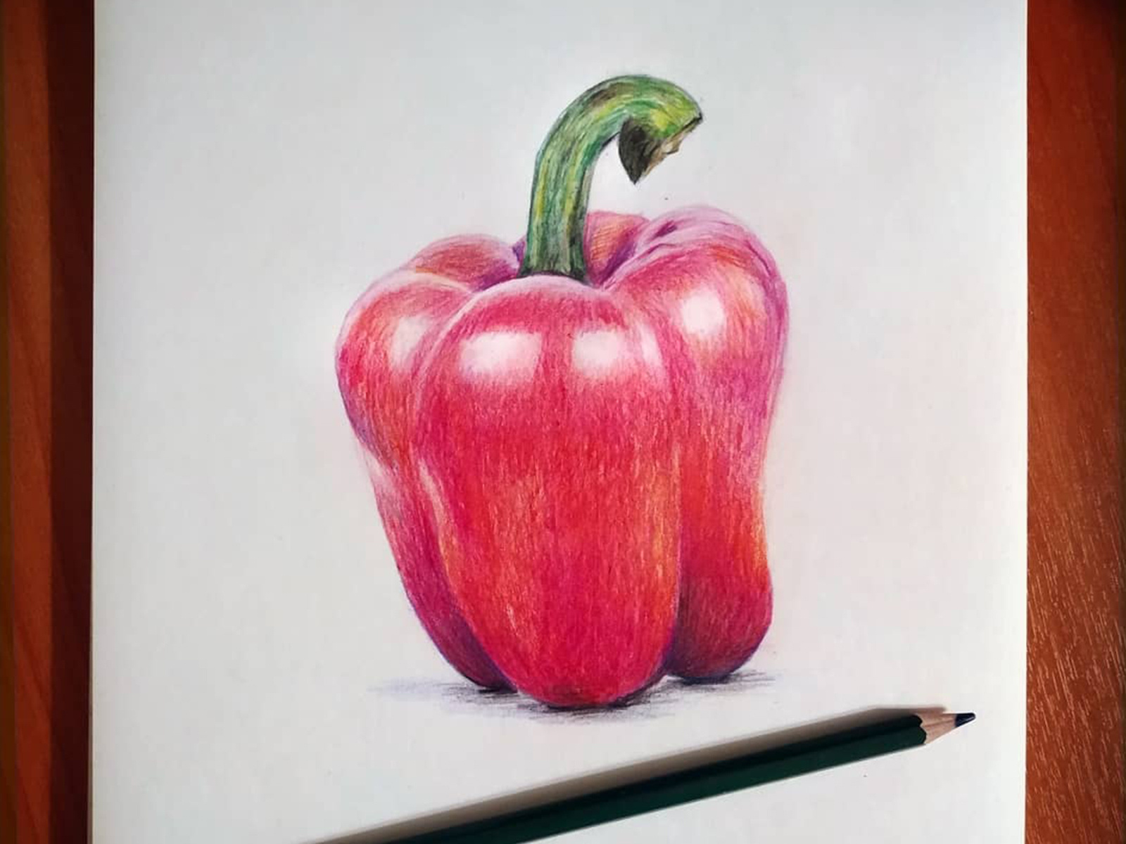 Pepper. Colour pencils by Olga Filimonova on Dribbble