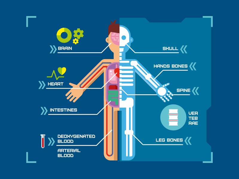 Human body anatomy infographic by Anton Fritsler (kit8) for Kit8 on