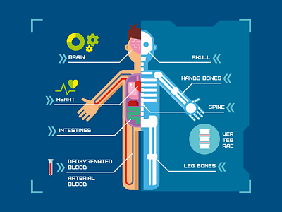 Human body anatomy infographic