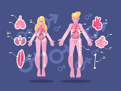 Anatomy of human body anatomy bodies body character flat human illustration internal kit8 man organ vector woman