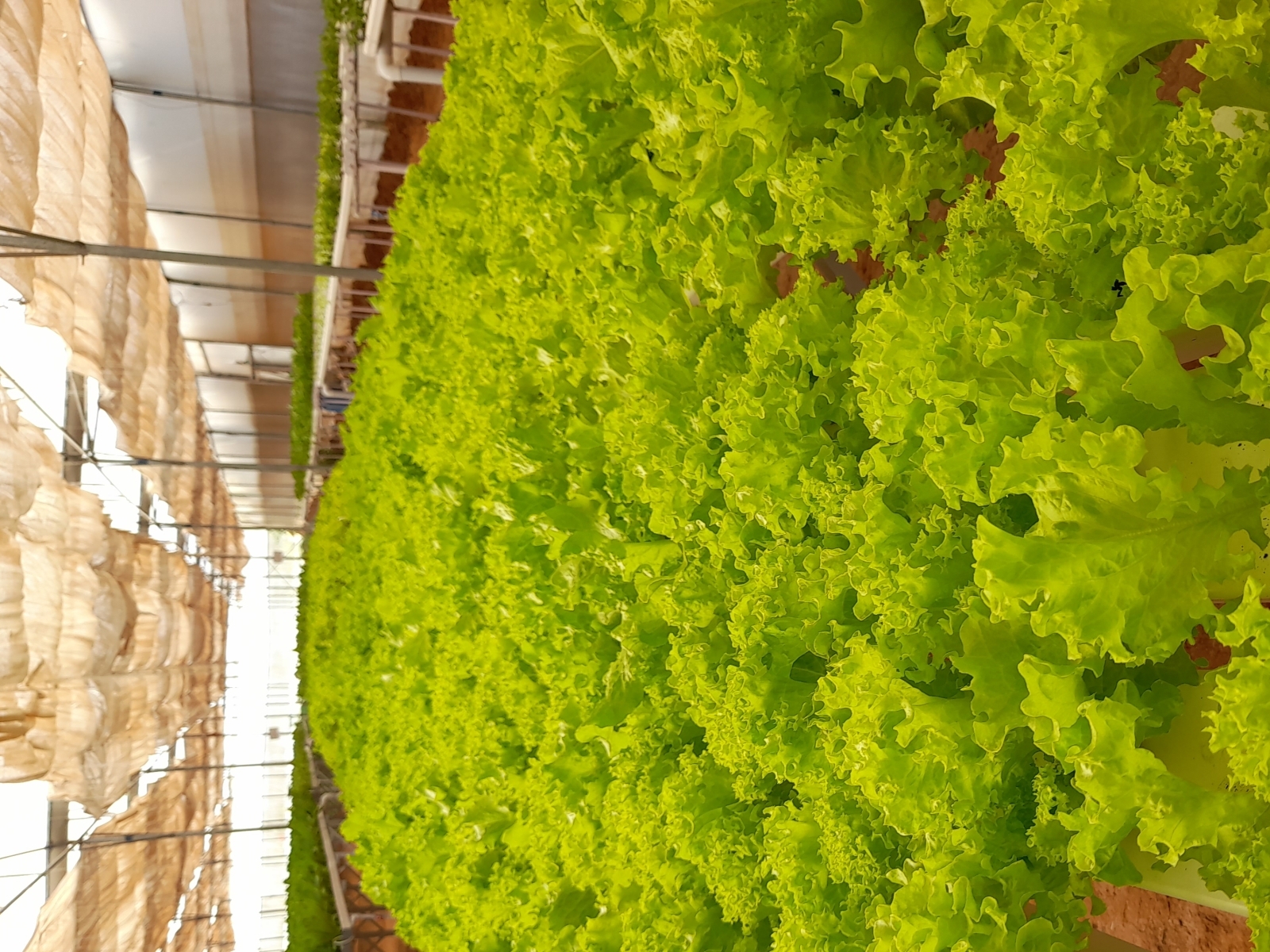 hydroponic-farming-in-bangalore-hydrophonic-vegetables-hydro-by