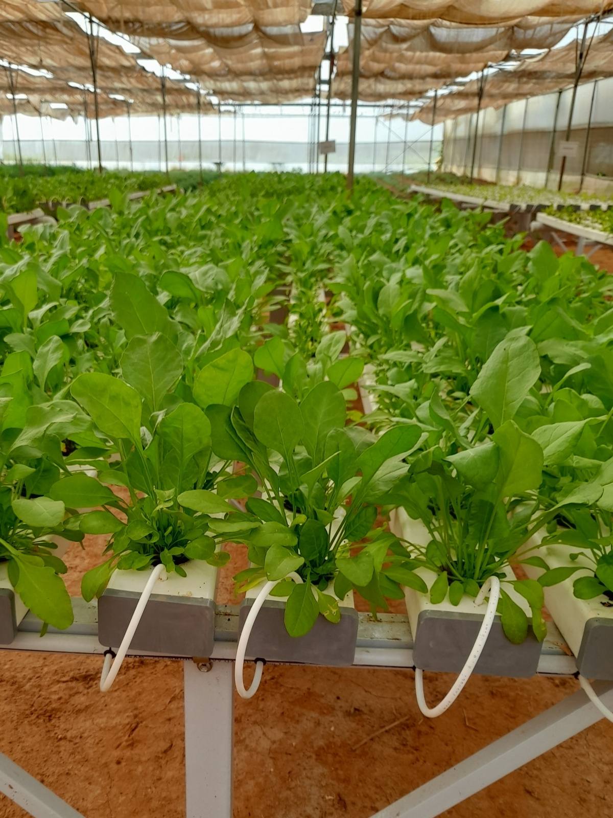 hydroponic retail store Hydroponic companies in Bangalore by