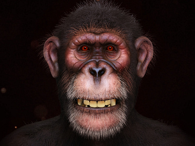 Chimpanzee