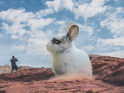 Rabbit Desert Hole digitalart graphic art manipulation photoshop rabbit