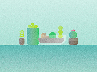 Succulents