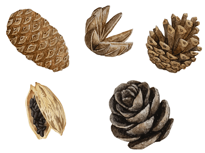 Pine-cone water color 3d animation design pattern