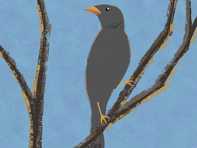 Gray Finch bird bird illustration childrens illustration fanny happy illustration kids art kids illustration web