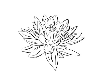 Lotus flower design flowers graphic design illustration illustrator tattoo design