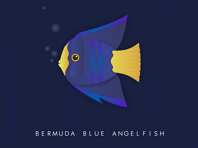 Bermuda Blue Angelfish fish