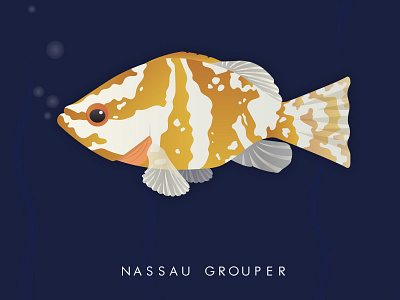 Nassau Grouper fish