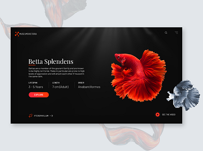 betta branding button design splendens splendens ui video website