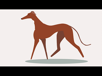 Greyhound walk animation design illustration motion graphics vector