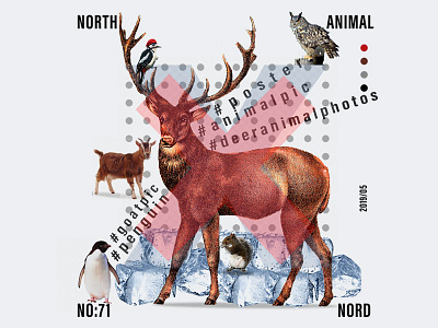 North Animal Poster animal branding deer design freelance goat graphic graphic design illustration illustrator manupilation nordic north photoshop poster poster design posterdesign vector