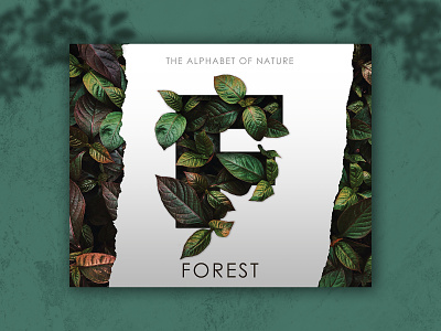 Forest Poster adobephotoshop forest poster graphic design letter poster nature letter nature poster poster design