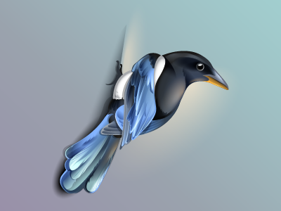 Magpie app bird design feather icon illustration ios logo magpie