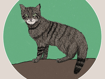 Scottish Wildcat cat copic marker digital drawing illustration pencil photoshop scotland