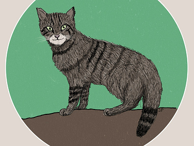 Scottish Wildcat