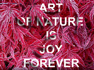 Typography art graphic design nature red typography white