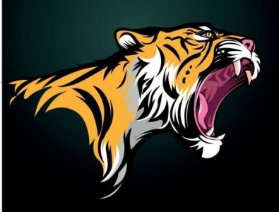 Tiger illustration design graphic design illustration tiger vector vector tiger