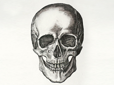 Skull charcoal drawing skull