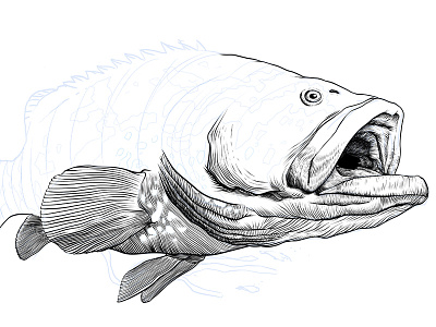 Big Fish - beer label beer crosshatch fish illustration ink label mero
