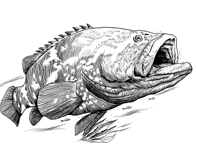 Mero - Epinephelus itajara black and white carving fish fishing illustration ink nature