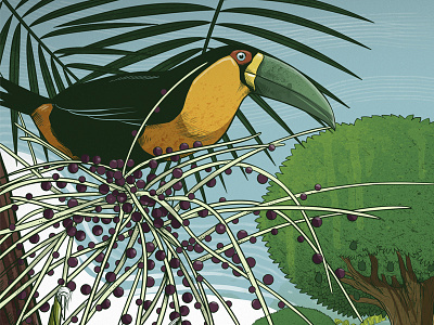 Toucan bird editorial illustration ink magazine nature palm toucan tree tucano