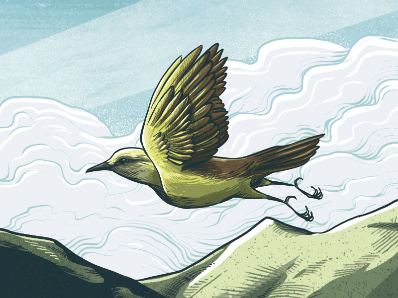 B-b-bird beer bird cloud illustration mountain wip