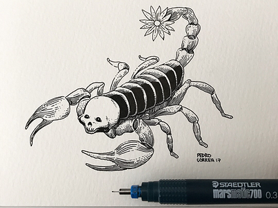 Scorpion