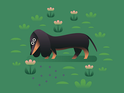 Sausage Dog