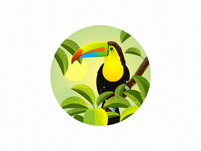 Toucan toucan，bird
