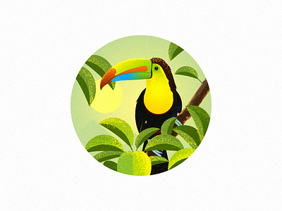 Toucan