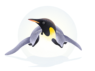 Penguin illustration illustration penguin
