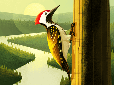 Golden-backed woodpecker illiustration