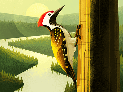 Golden-backed woodpecker illiustration golden backed illiustration ios11 iphone x woodpecker