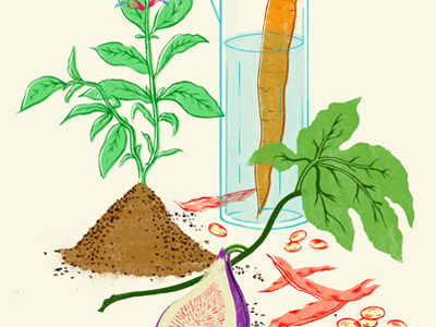 Fresh produce collection beans carrot fig glass illustration sage vegetables
