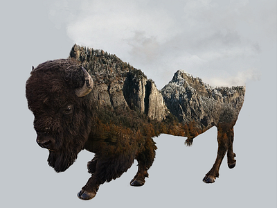 Bison Double Exposure Photoshop Effect buffalo manipulation photoshop