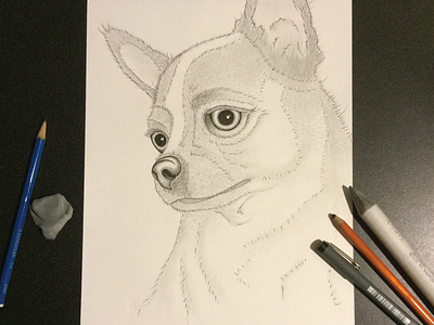 Queen Reina charcoal chihuahua dog drawing fine art pencil sketch tech pens