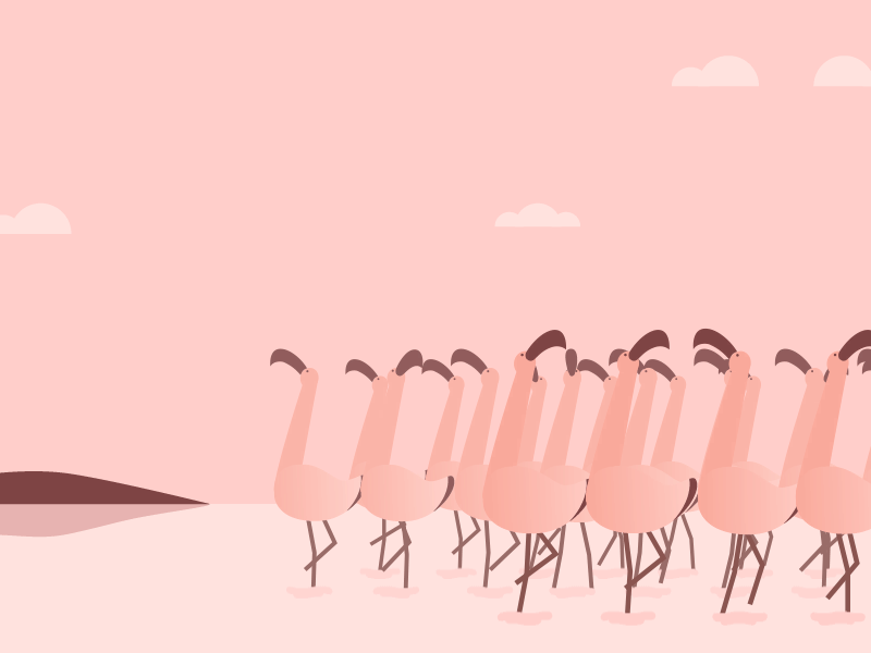 Flamingo gang. birds dance flamingo group walk