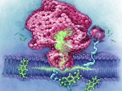 MOA of NSAID with Cox-2 receptor illustration medical