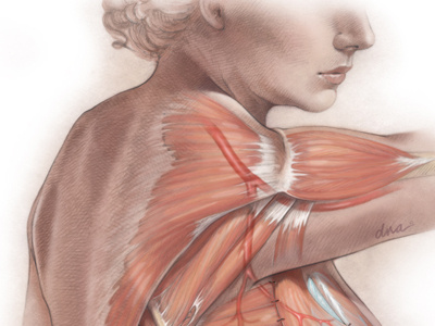 breast reconstruction flap illustration medical